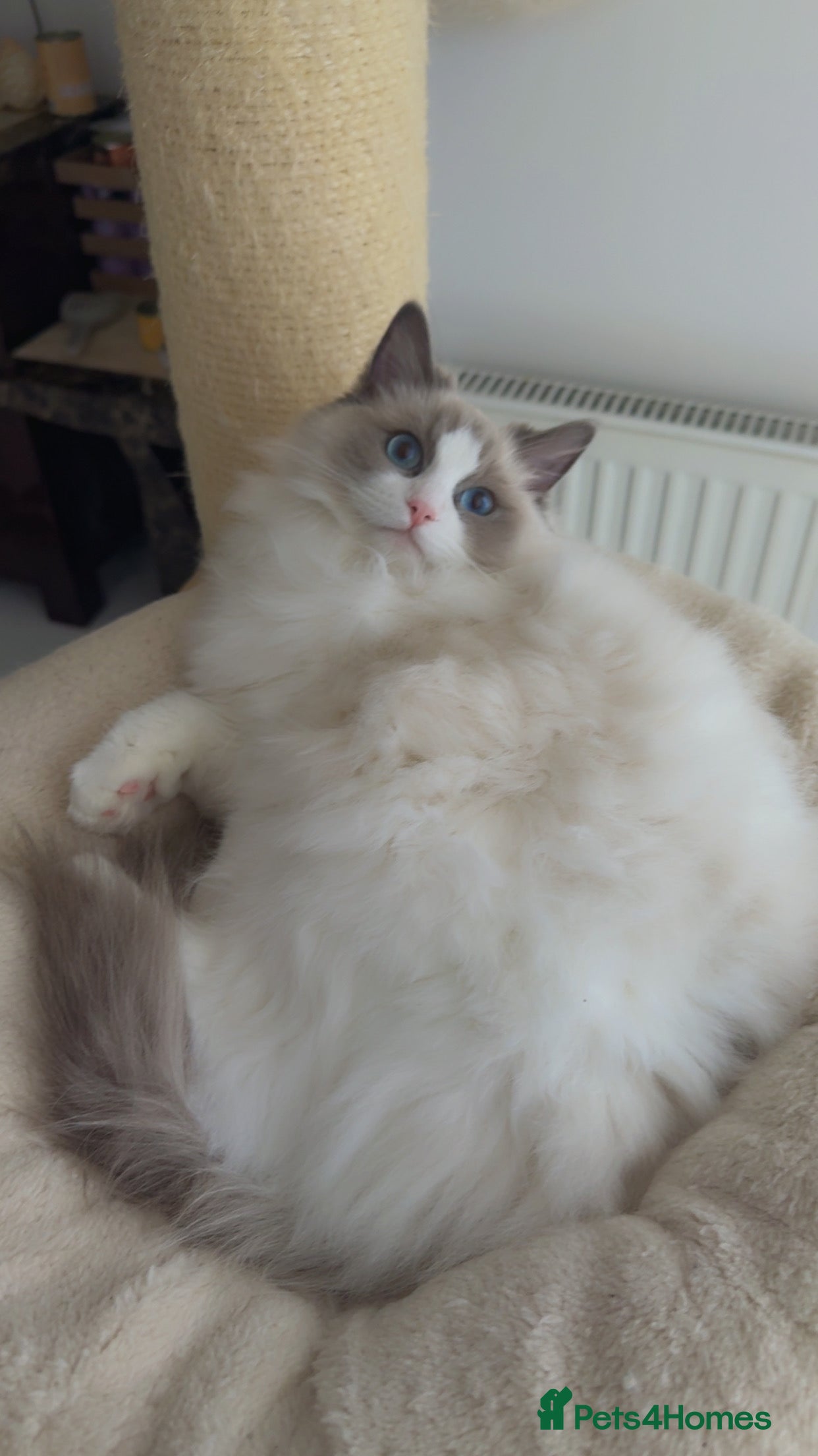 Ragdoll cats Ragdoll princess😻 - Advert 15