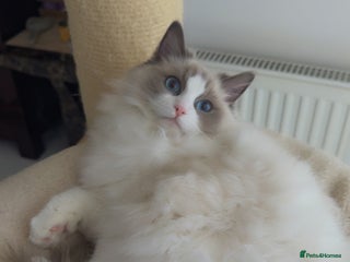 Ragdoll cats Ragdoll princess😻 - Advert 2