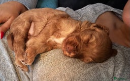 Cockapoo dogs for sale: Female Cockapoo - Image 6