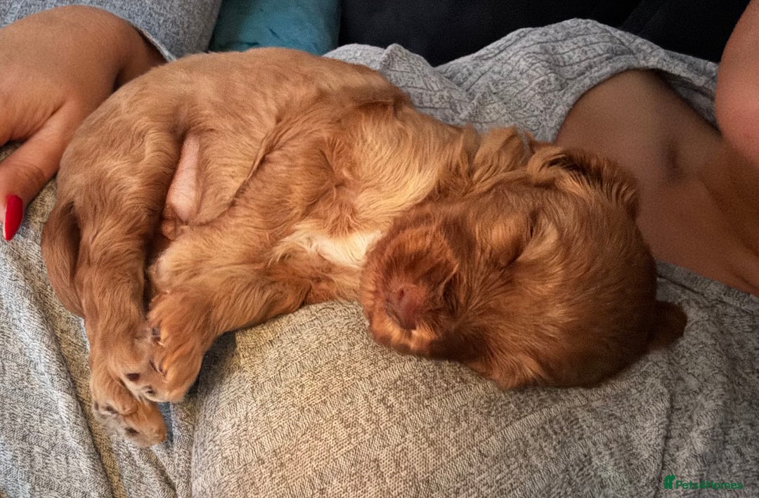 Cockapoo dogs for sale: Female Cockapoo - Image 6