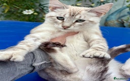 Keetso cats for sale: Stunning polydactyl snow leopard girl  - Image 13