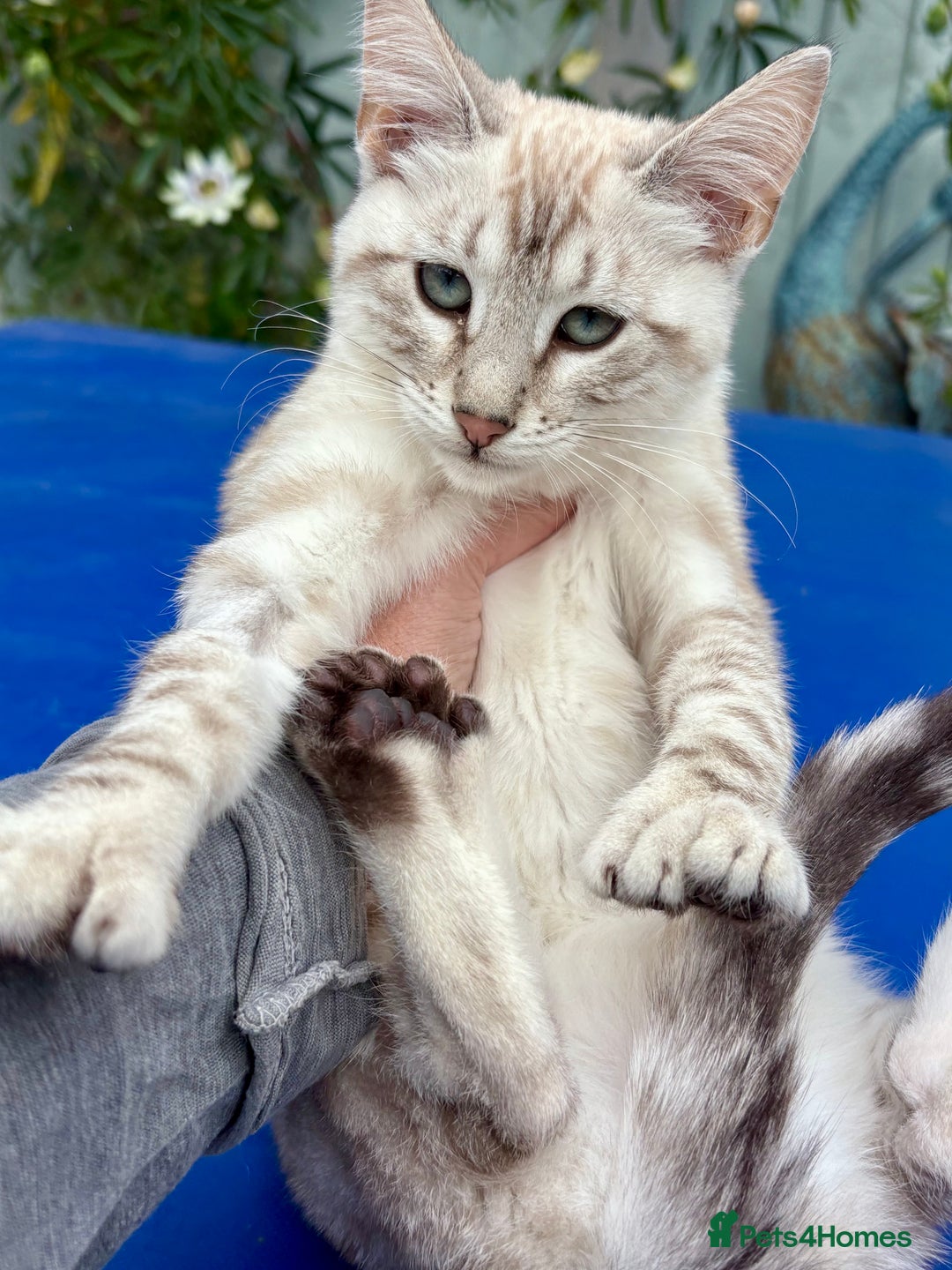 Keetso cats for sale: Stunning polydactyl snow leopard girl  - Image 13