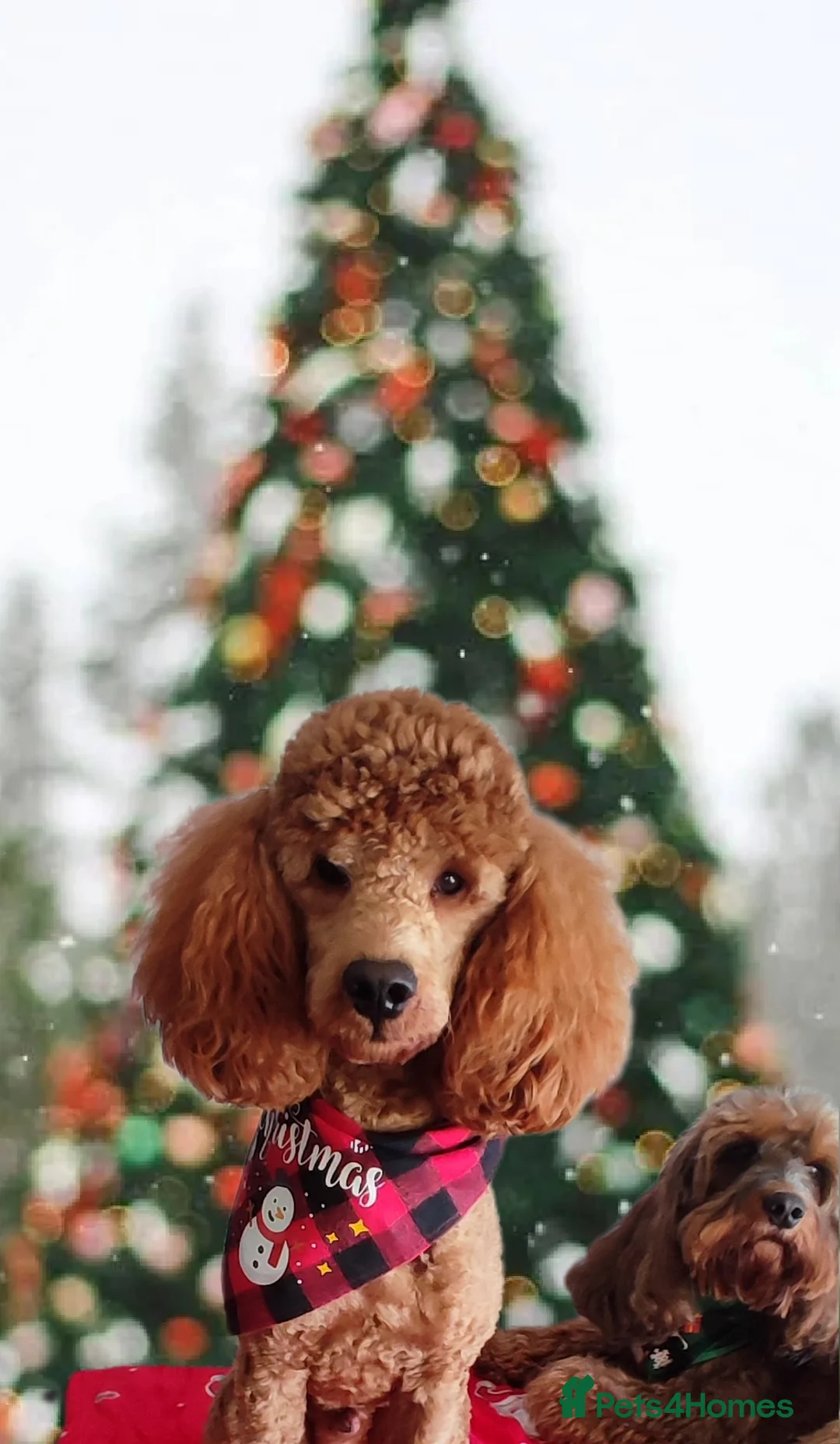 Miniature Poodle dogs for stud: Stunning health tested KC Red Miniature Poodle in Cannock - Advert 33