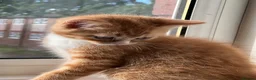 Birman cats for sale: Birman cat - Advert 5
