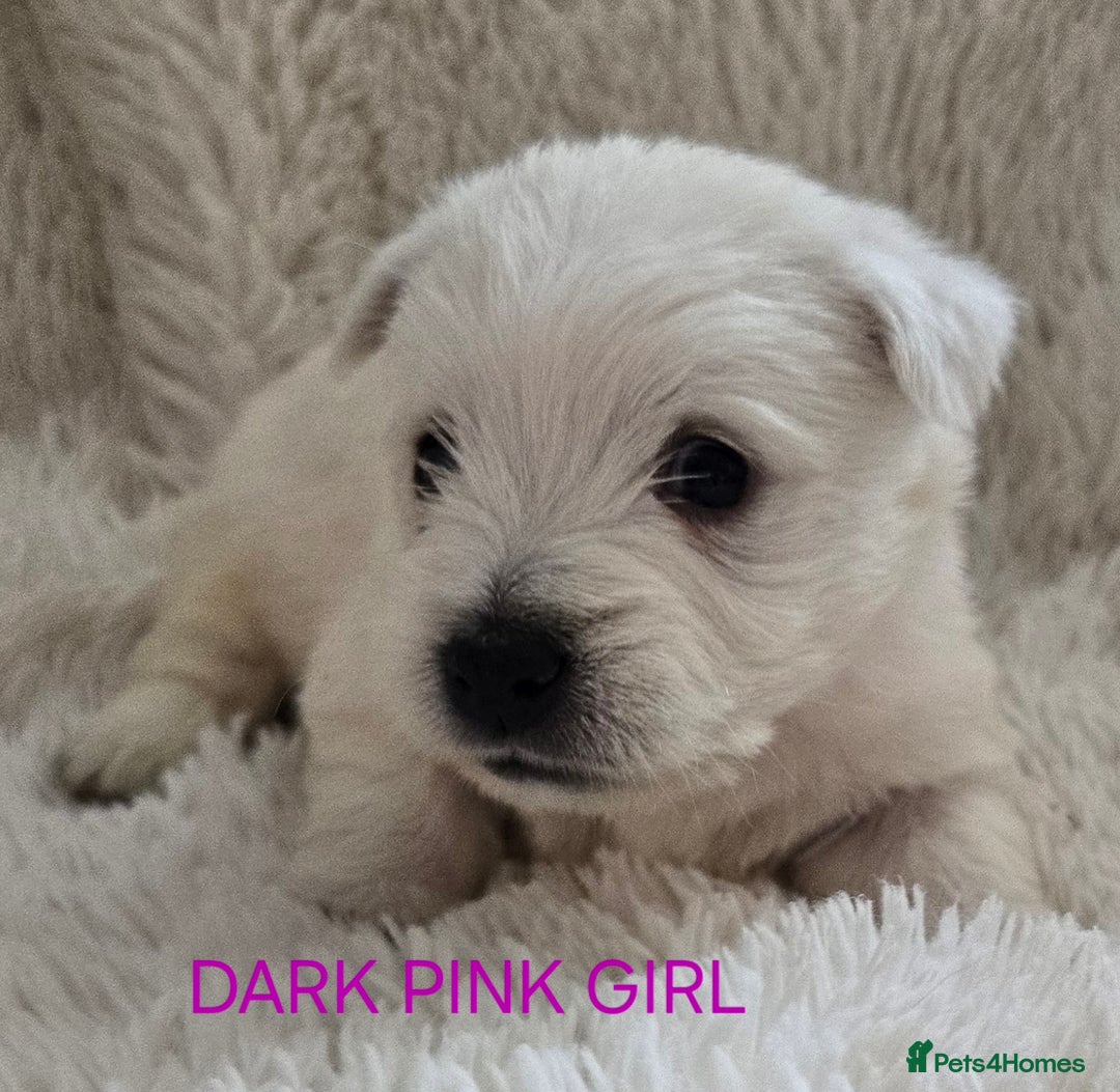 West Highland Terrier dogs for sale: STUNNING WEST HIGHLAND TERRIER PUPPIES  - Image 7