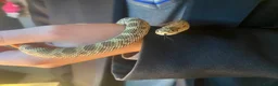 Snake reptiles for sale: Hognose snake in Staines - Advert 3