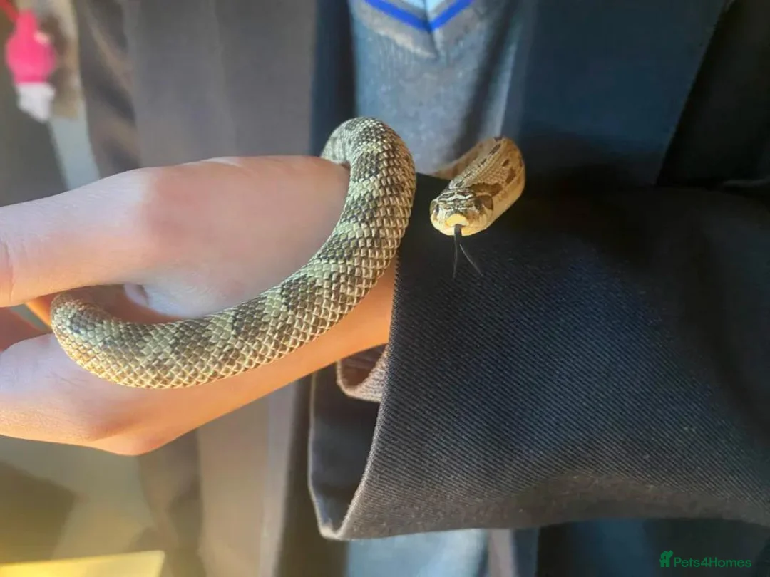 Snake reptiles for sale: Hognose snake in Staines - Advert 3