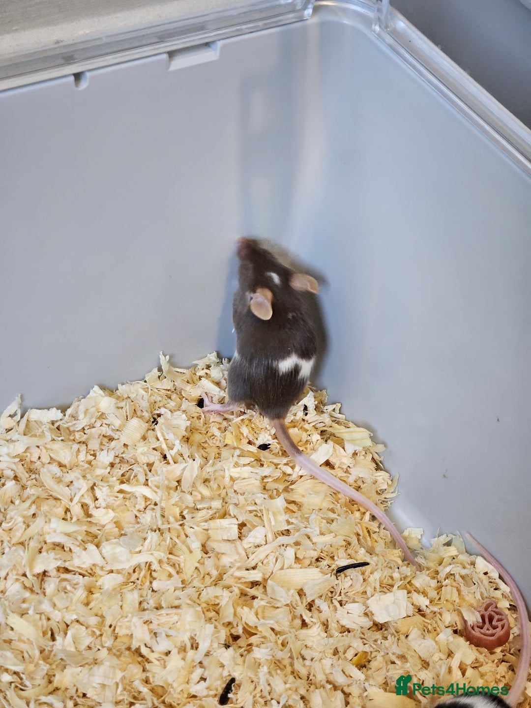 Mouse rodents for sale: Fancy mice  - Advert 14