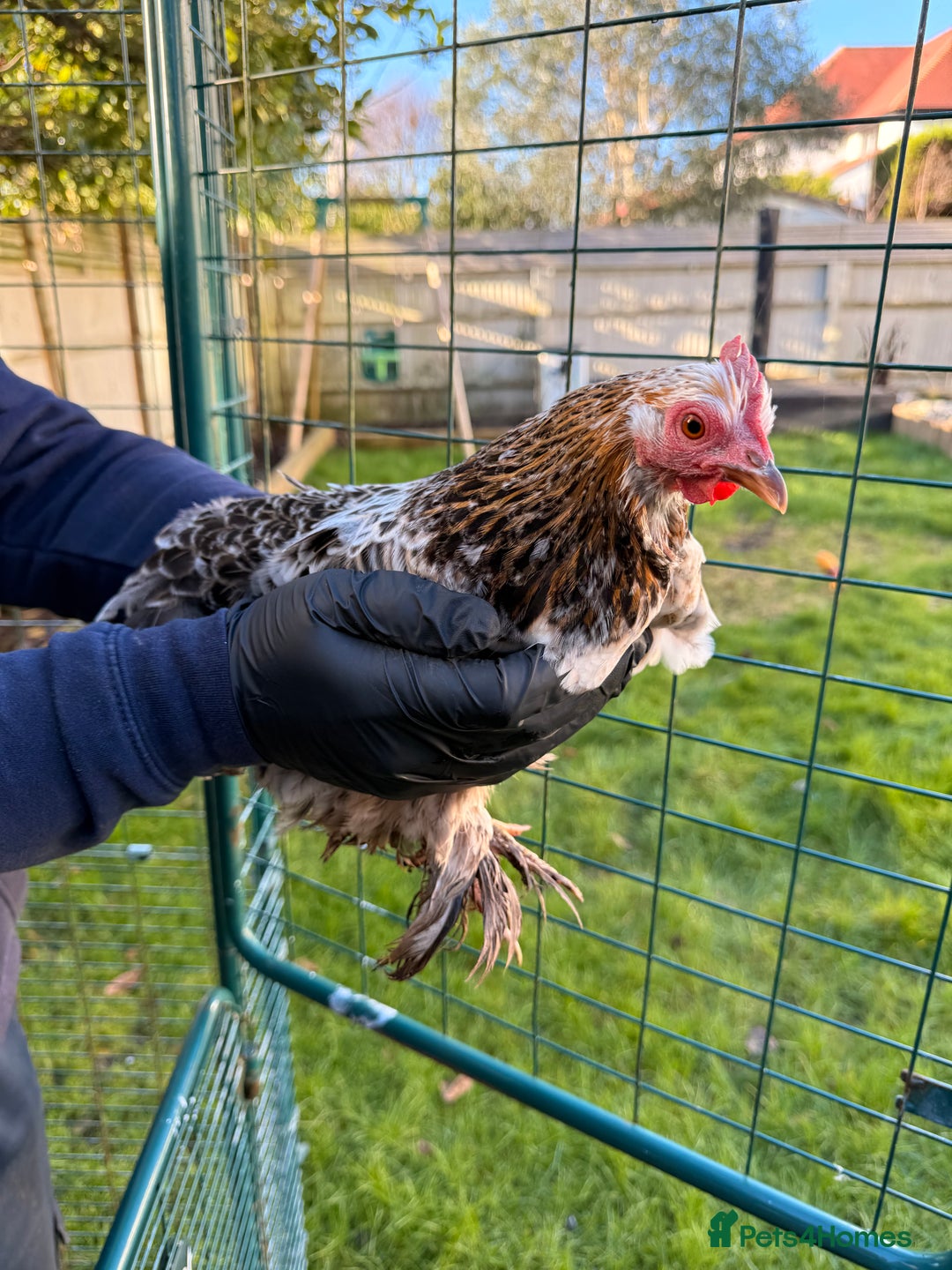 Chickens poultry for sale: 4x pekin bantams for sale  - Advert 5