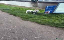 German Shepherd dogs for sale: White German shepherd pup  - Image 8