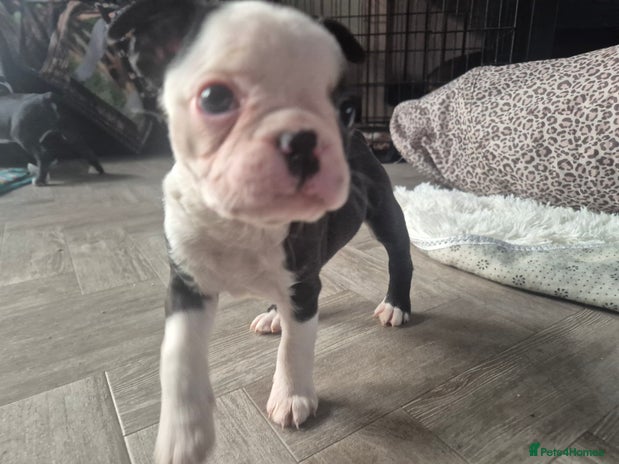 Boston Terrier dogs Superb litter of KC boston terriers puppies - Advert 1