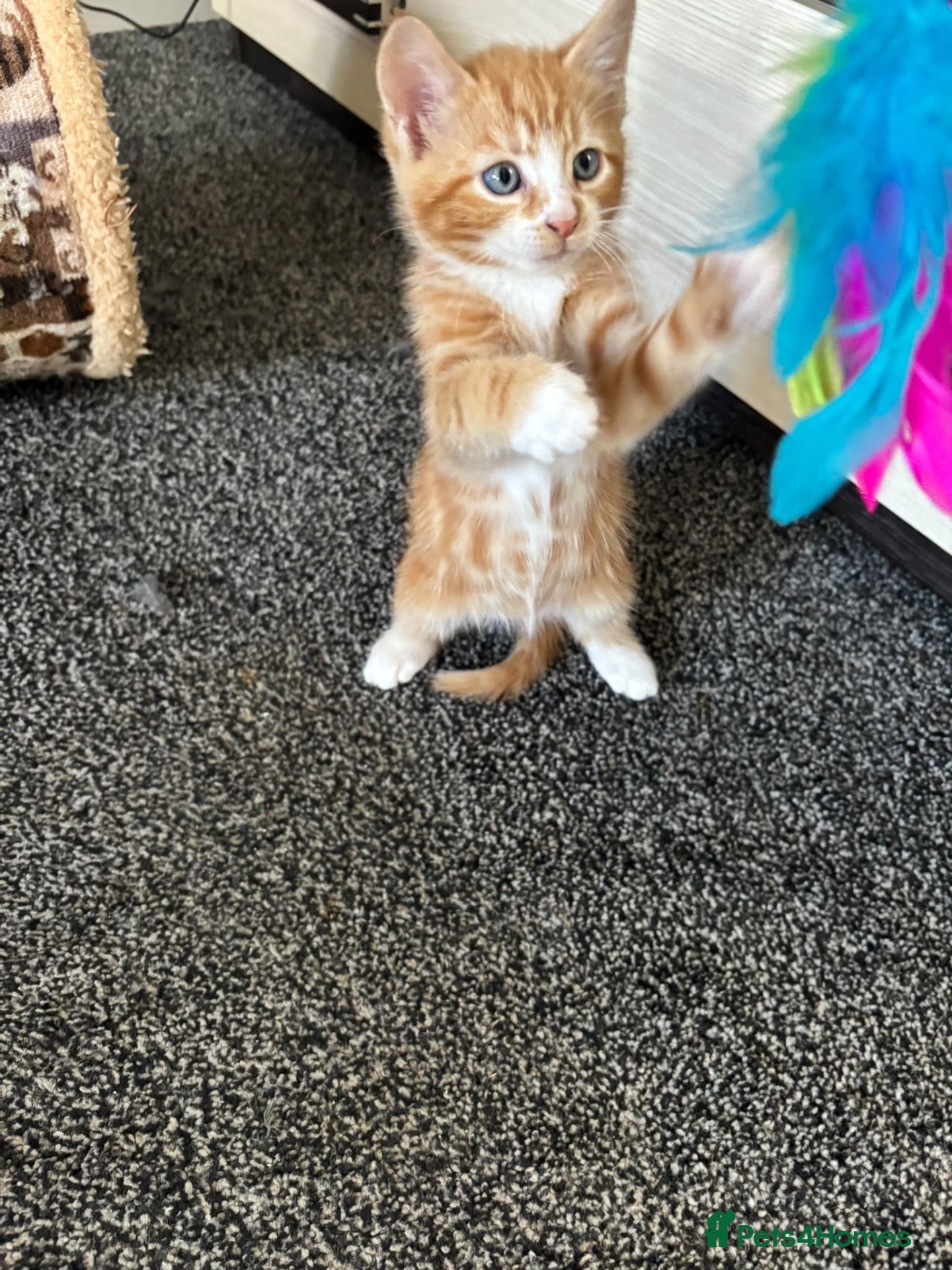 Mixed Breed cats 🐾Mixed-Breed Kittens Looking for Loving Homes! 🐾 - Advert 16