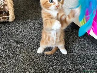 Mixed Breed cats 🐾Mixed-Breed Kittens Looking for Loving Homes! 🐾 - Advert 16