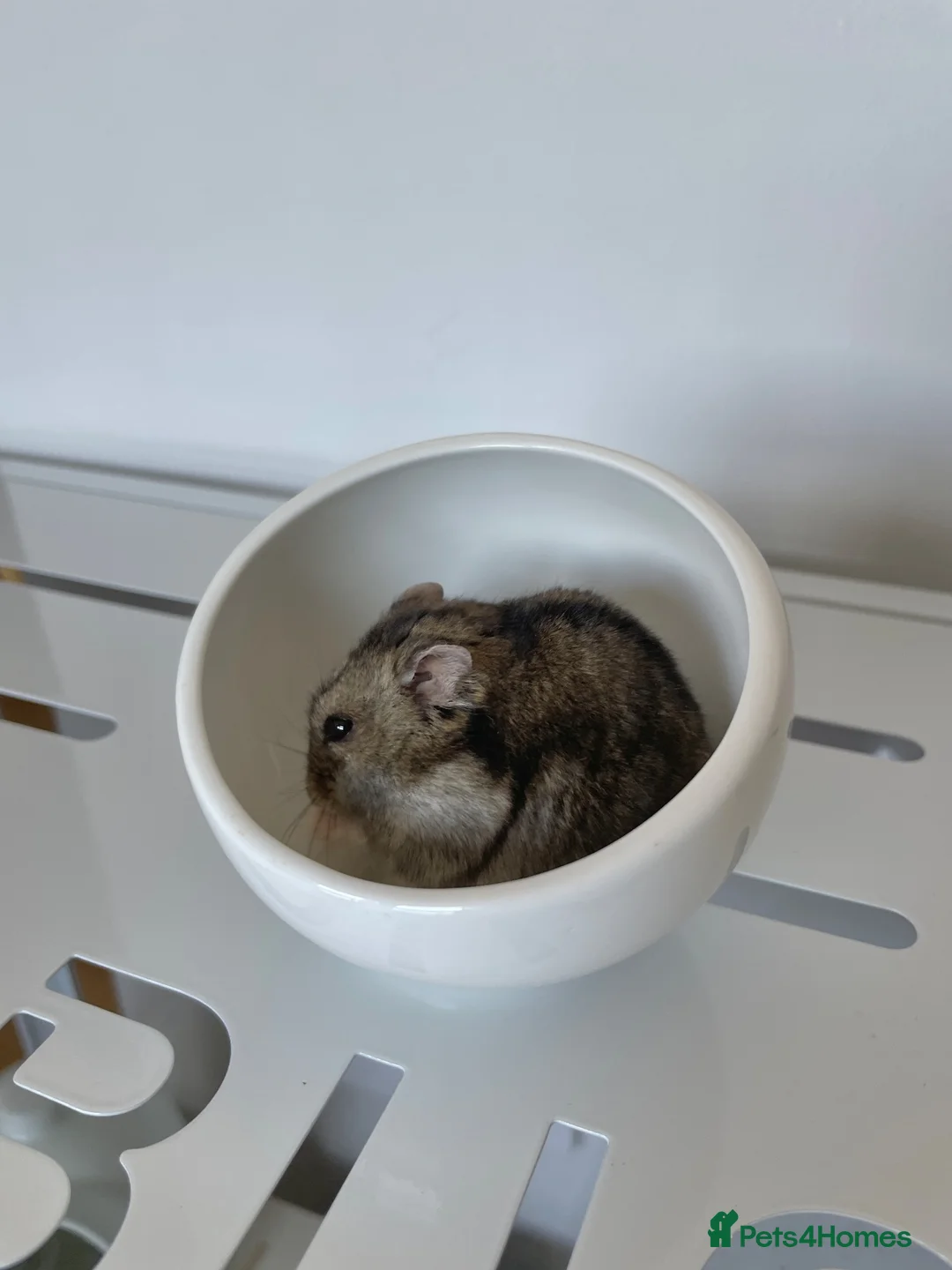 Hamster rodents for sale: One year old male dwarf hamster in London - Advert 2