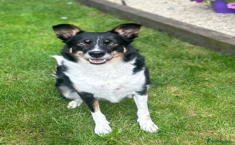 Border Collie dogs - Advert 1