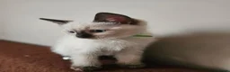 Siamese cats for sale: Siamese x Ragdoll {ragumese} boy  - Advert 6