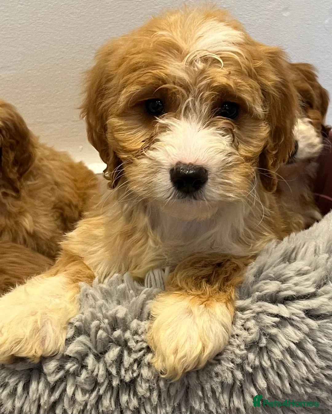 Cockapoo dogs for sale: F1 cockepoo  - Advert 5