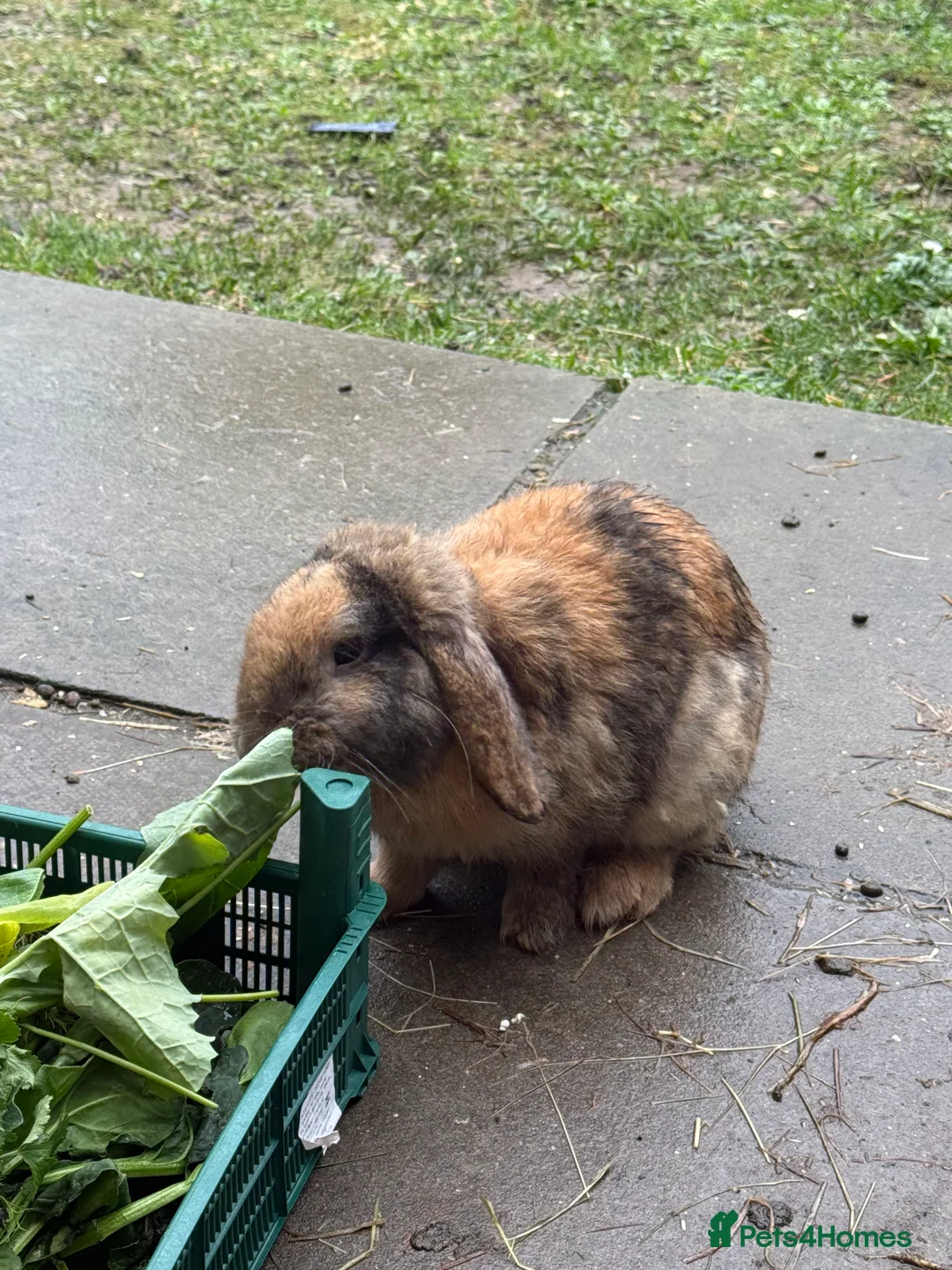 Mini Lop rabbits for sale: Coco pops and honey - Advert 3