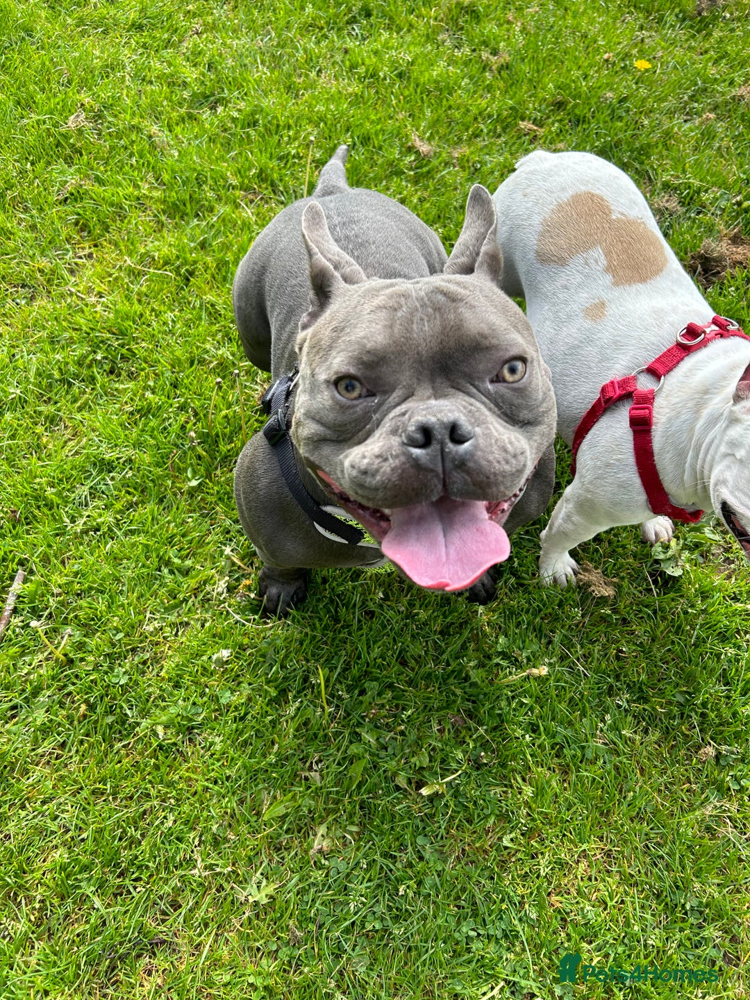 Mixed Breed dogs for sale: PEARL AND PAX - Advert 8