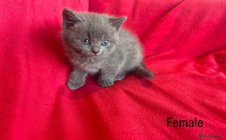 British Shorthair cats - Advert 2