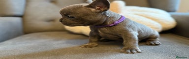 French Bulldog Puppy 2 - Blue Female - Purple Collar 