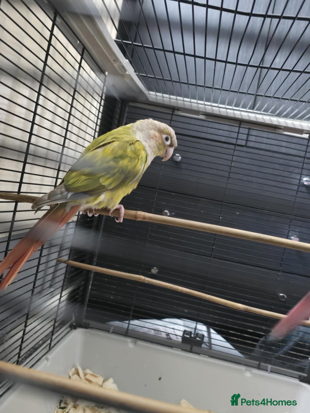 Conures birds for sale: Conures - Image 6