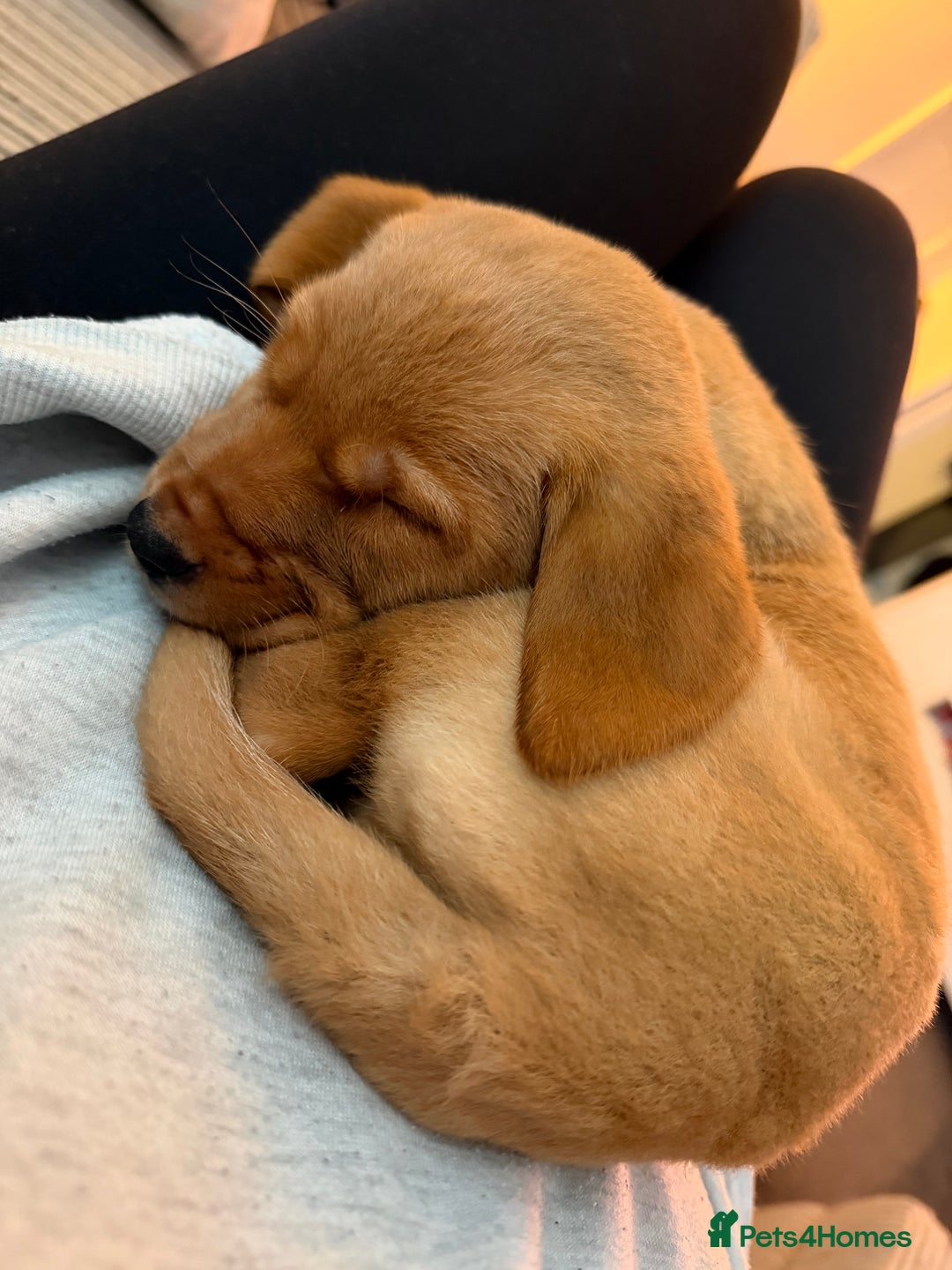 Mixed Breed dogs for sale: Labrador puppy  - Advert 2