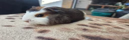Guinea Pig rodents for sale: Adorable guinea pigs looking for homes  - Advert 6
