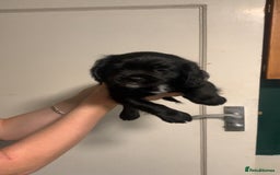 Mixed Breed dogs for sale: Beautiful litter of spaniel Cross  - Image 32