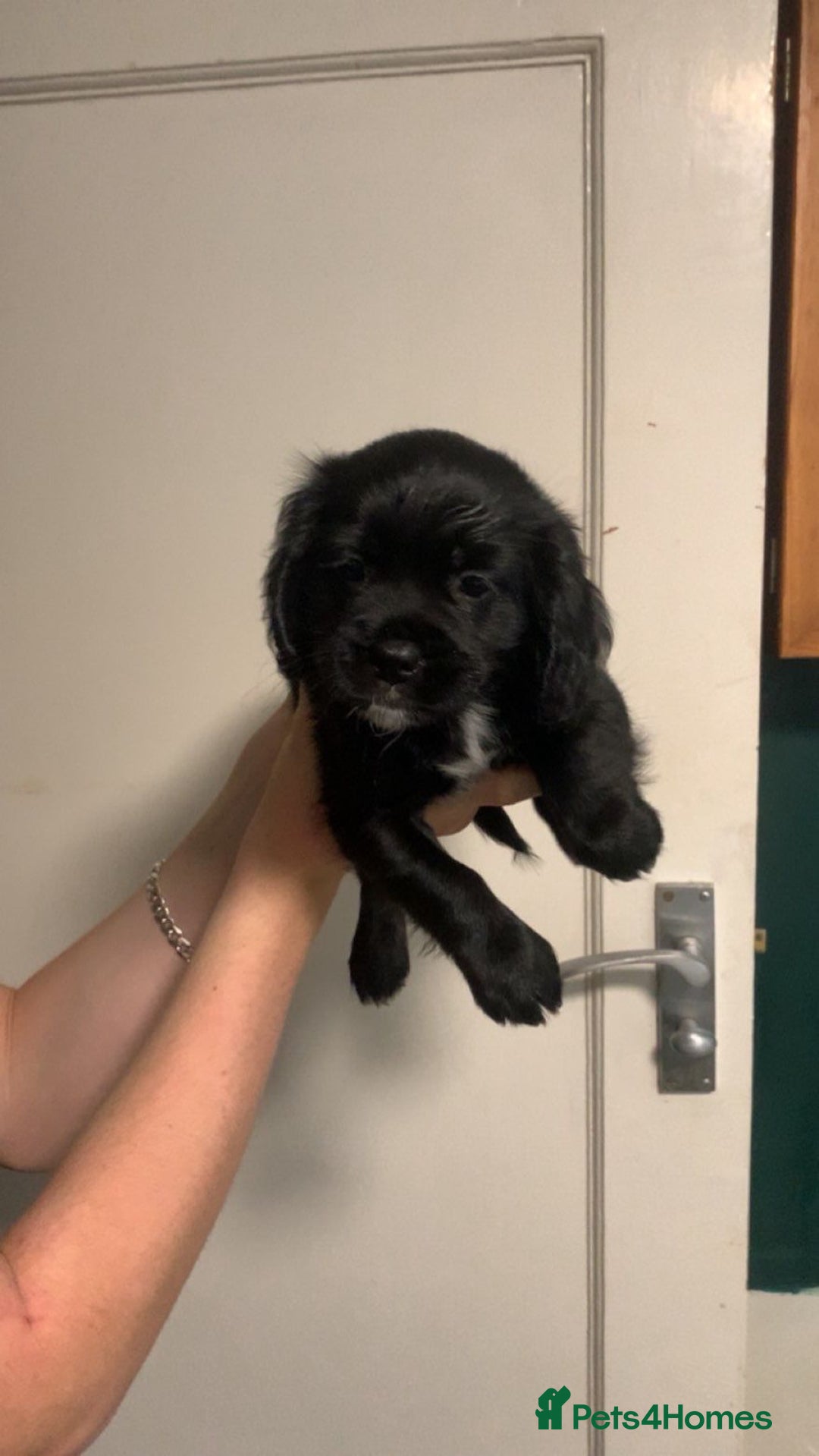 Mixed Breed dogs for sale: Beautiful litter of spaniel Cross  - Image 32