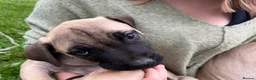 Boerboel dogs for sale: 2 gorgeous Boerboel girls ready now!! - Advert 10