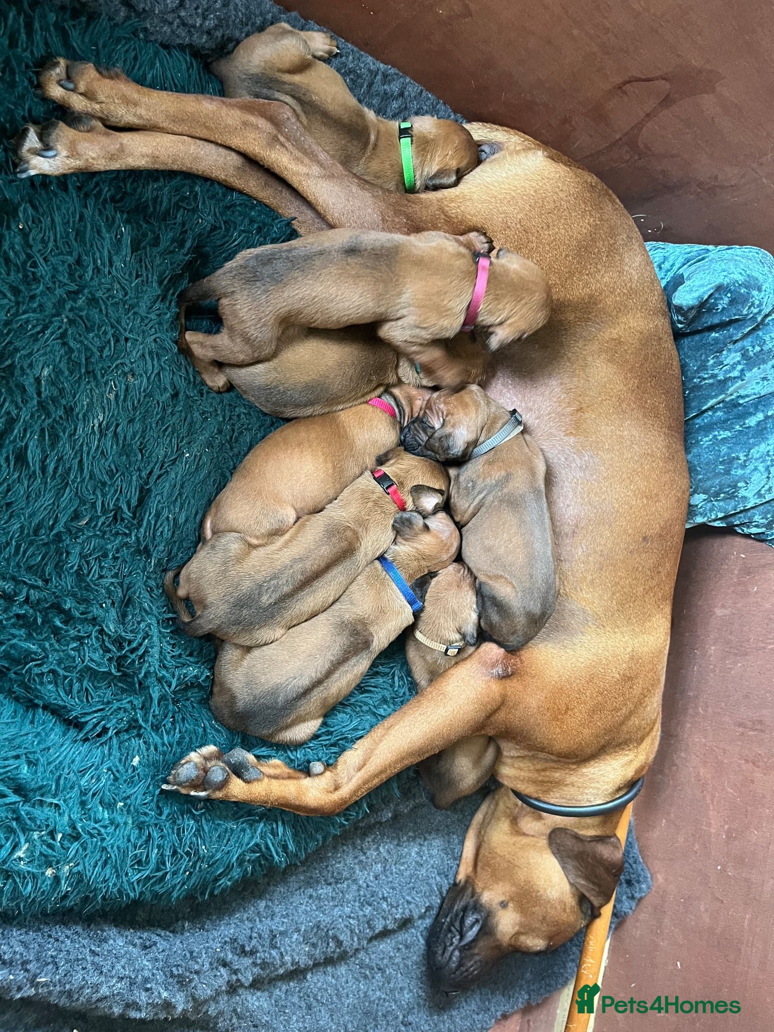 Rhodesian Ridgeback dogs Rhodesian Ridgeback Puppies - Advert 1