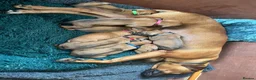 Rhodesian Ridgeback dogs for sale: Rhodesian Ridgeback Puppies - Advert 1