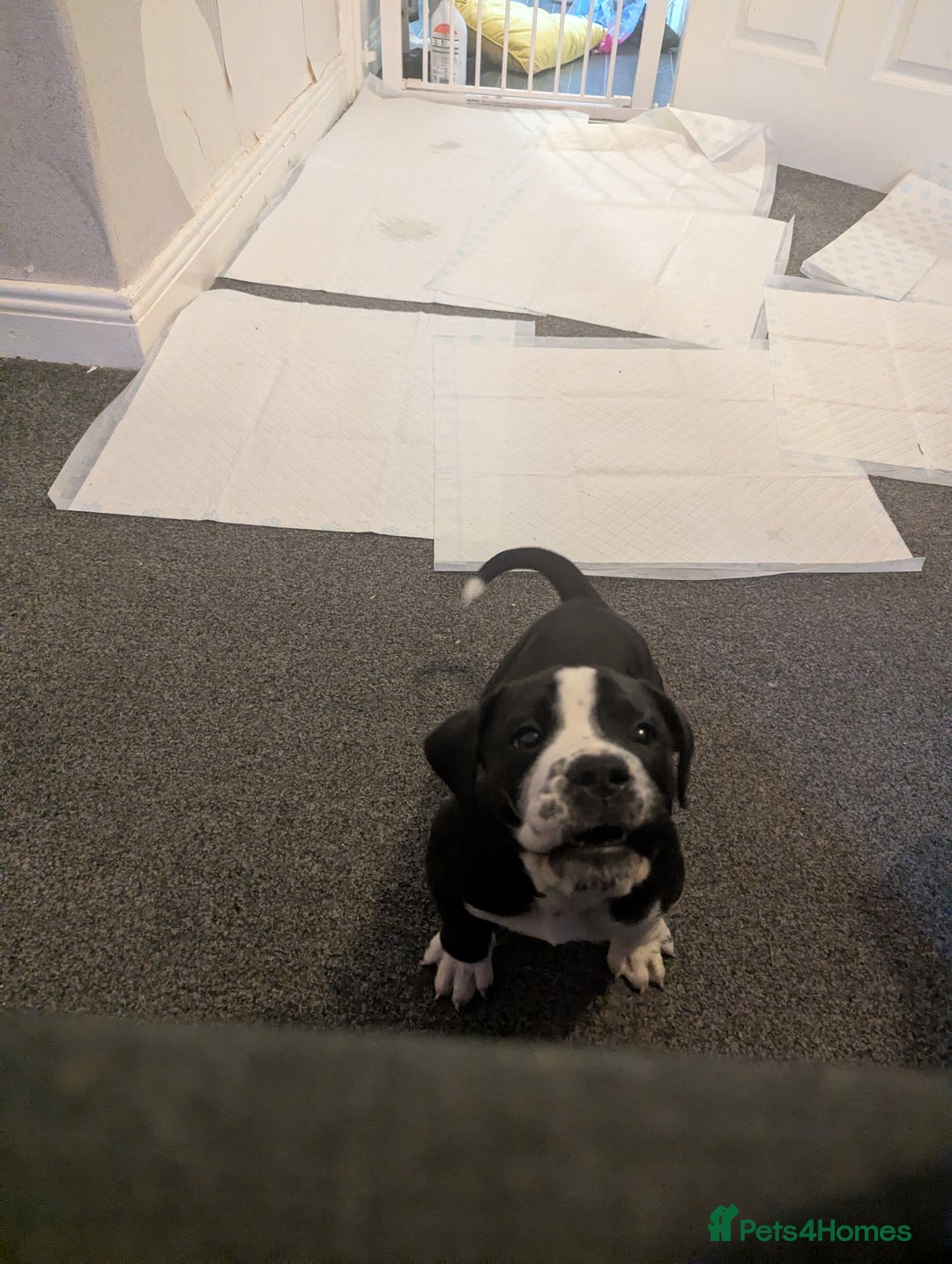 Mixed Breed dogs for sale: This is knuckles  - Advert 2