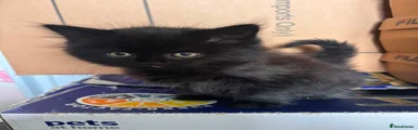 Mixed Breed 1 black girl 