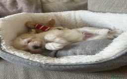 Maltese dogs for sale: ONE FEMALE Maltese Puppy *READY NOW* - Image 7