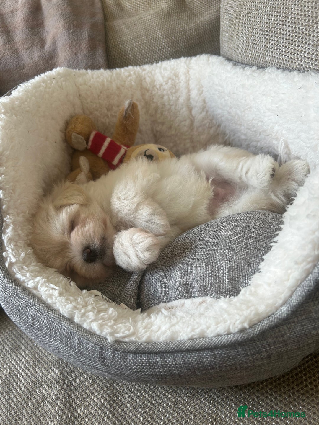 Maltese dogs for sale: ONE FEMALE Maltese Puppy *READY NOW* - Image 7