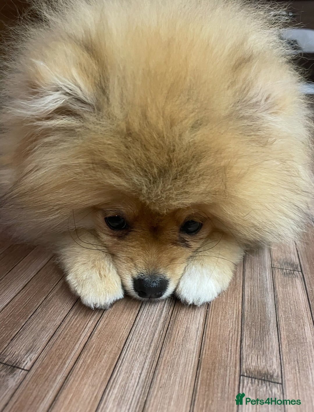 Pomeranian dogs for sale: Beautiful Pomeranian girl  - Advert 5