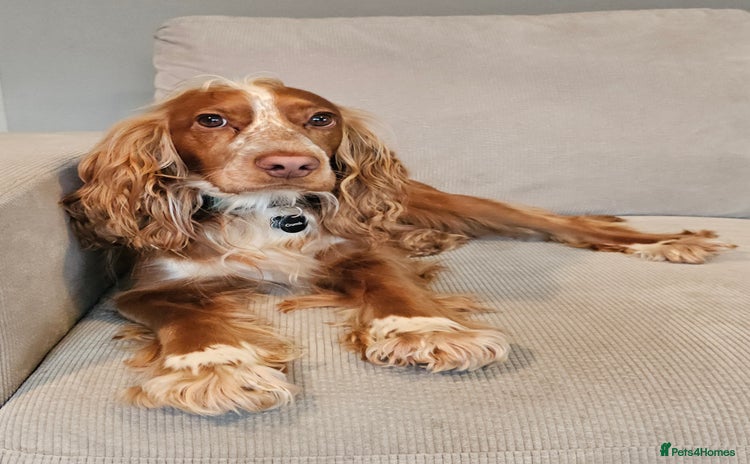 Cocker Spaniel dogs - Advert 16