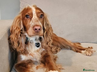Cocker Spaniel dogs for sale - Advert 1