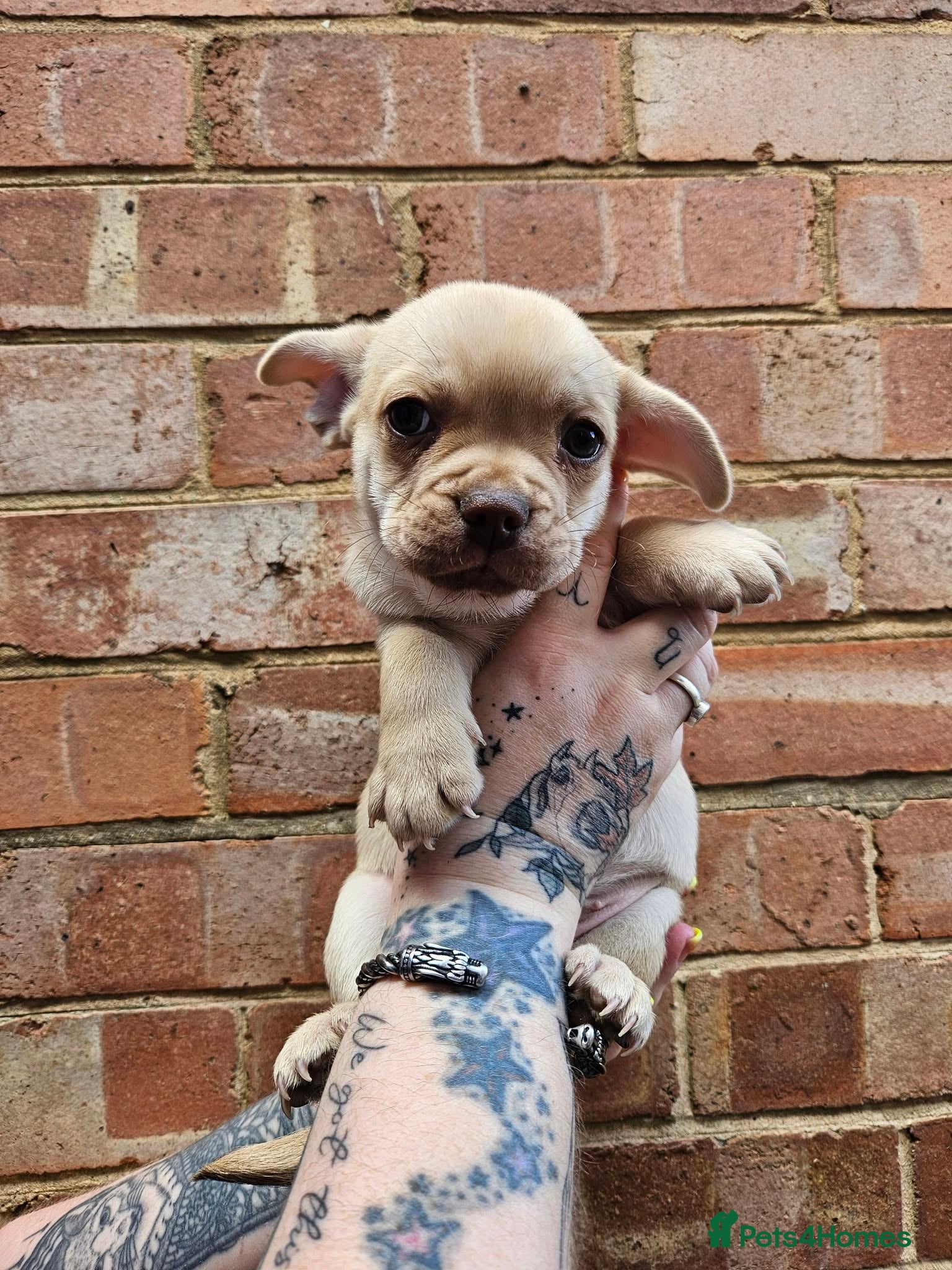 Mixed Breed dogs  chihuahua cross french bulldog puppies. - Advert 2