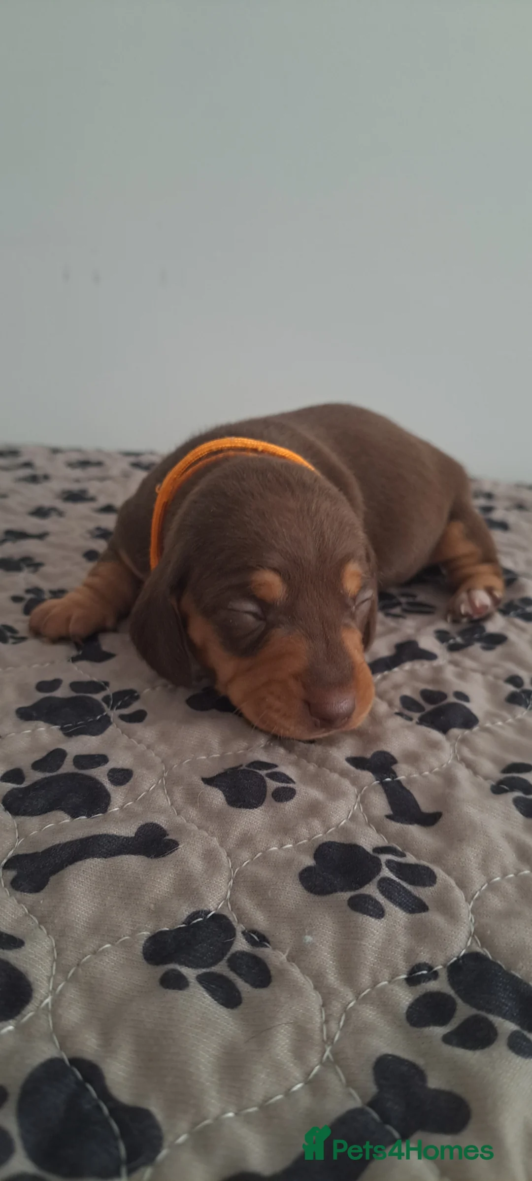 Dachshund dogs for sale: Miniature dachshund 1 girl left - Advert 18
