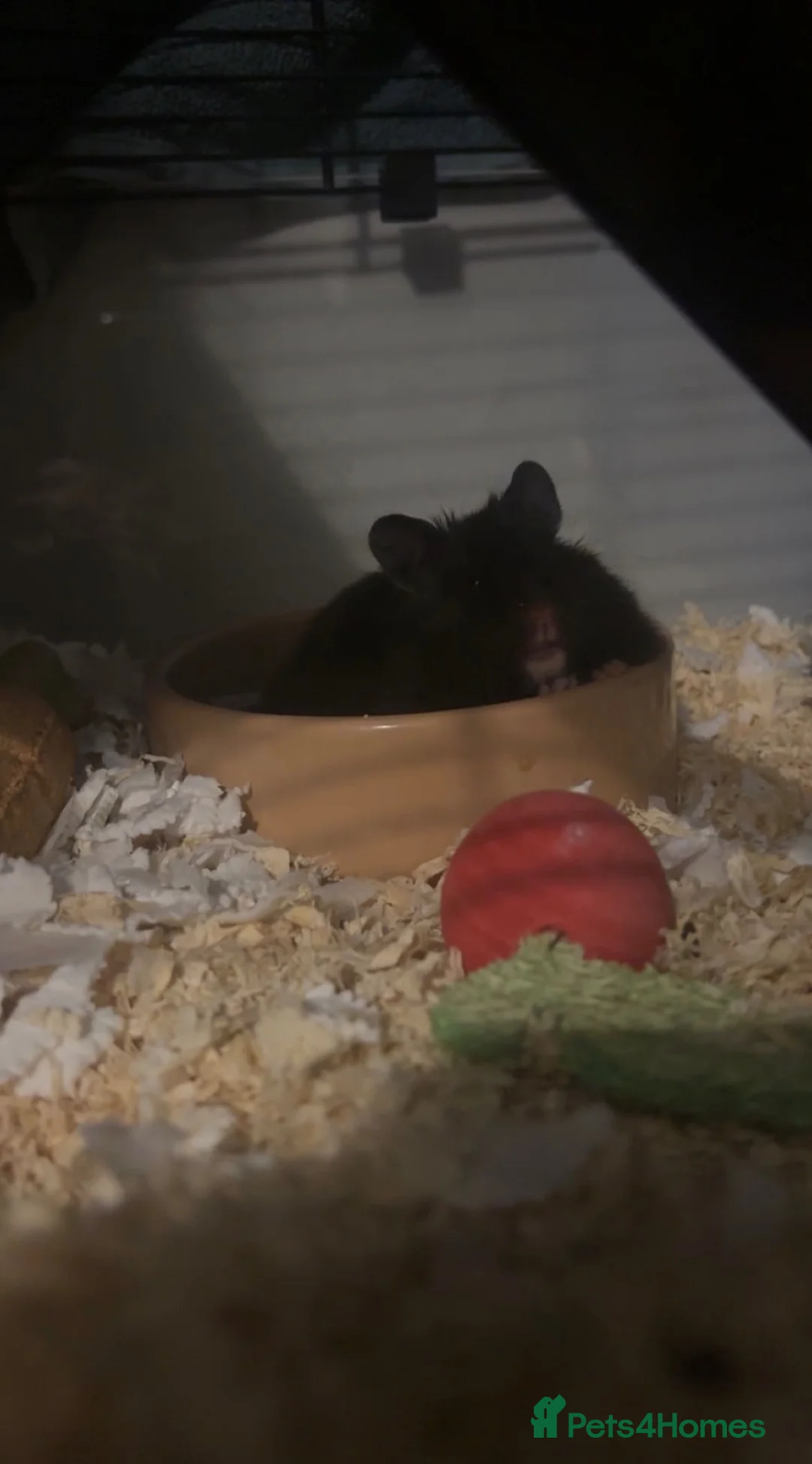 Hamster rodents for sale: Hamster for sale (including the black cage)  in Dundee - Advert 2