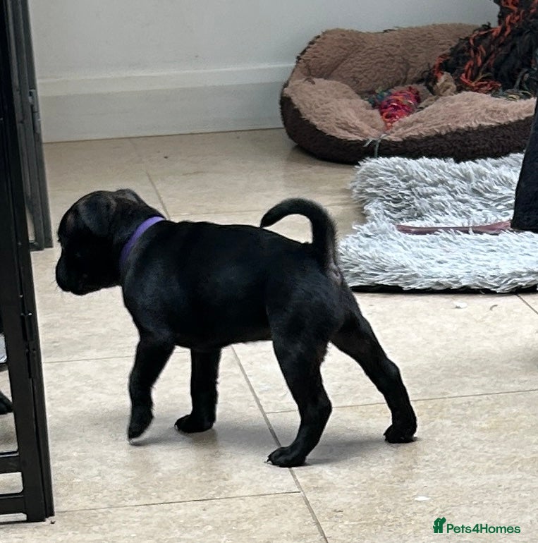 Staffordshire Bull Terrier dogs 🐾 KC Reg 4 Beautiful Black Staffy Puppies🩷🩷🩷💙 - Advert 2
