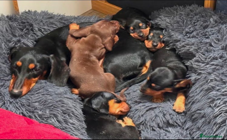 Miniature Dachshund dogs - Advert 3