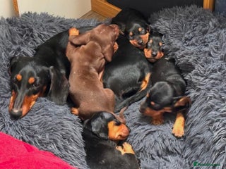 Miniature Dachshund dogs - Advert 1