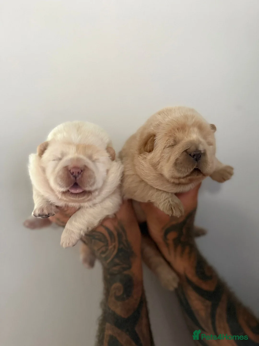 Chow Chow dogs for sale: Platinum chow chow  - Advert 1