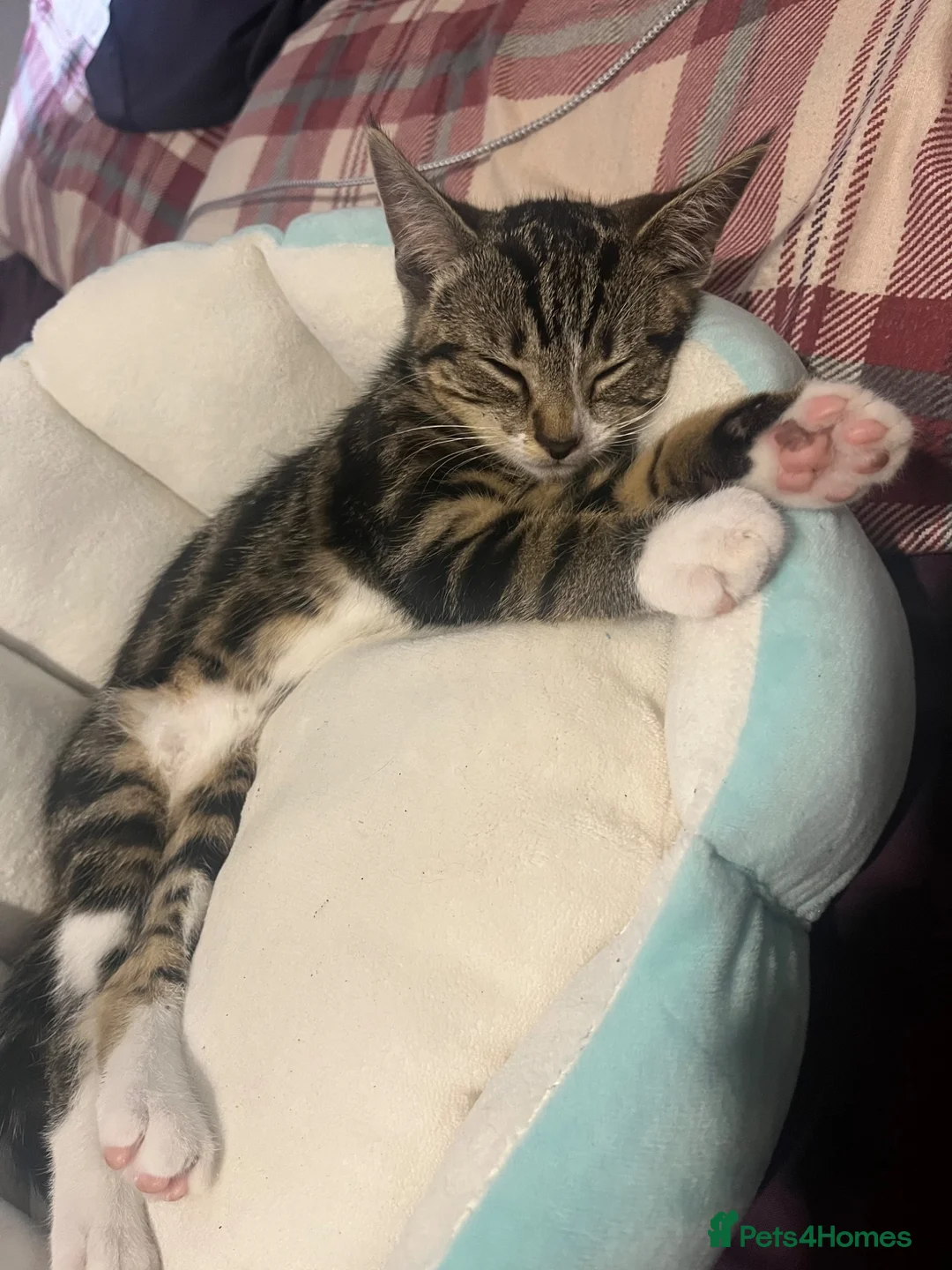Mixed Breed cats for sale: Tabby Male  in Northampton - Advert 4