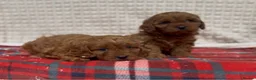 Cavapoo dogs for sale: STUNNING CAVAPOO PUPPIES - Advert 4