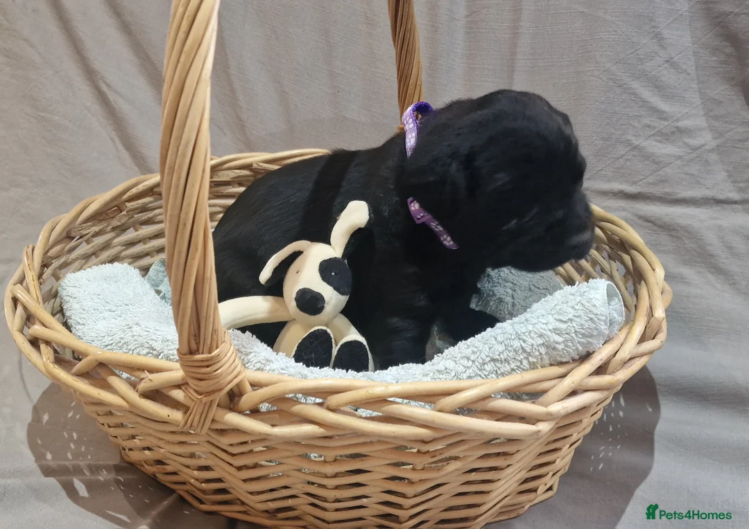 Labrador Retriever dogs for sale: Stunning KC Labrador Pups, Health tested parents  - Advert 22